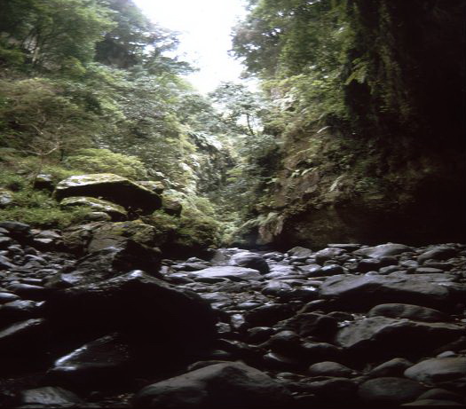 WAnderung in der Schlucht Taburiente Wandeung im Lorberwald