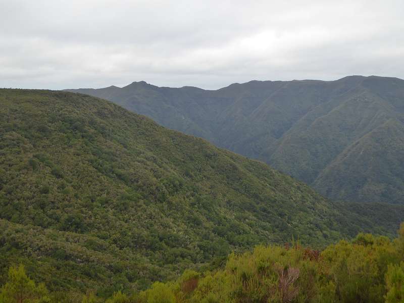    Madeira  Lorbeerwälder Laurasilva Lorbeerwald  Madeira   Cabo  Madeira  Lorbeerwälder Laurasilva Lorbeerwald 