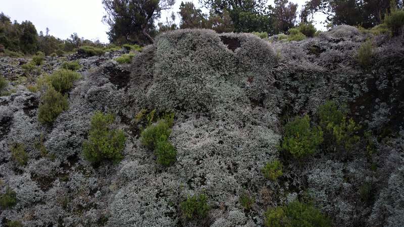 Madeira   Cabo  Madeira  Lorbeerwälder Laurasilva Lorbeerwald  Forsthaus 