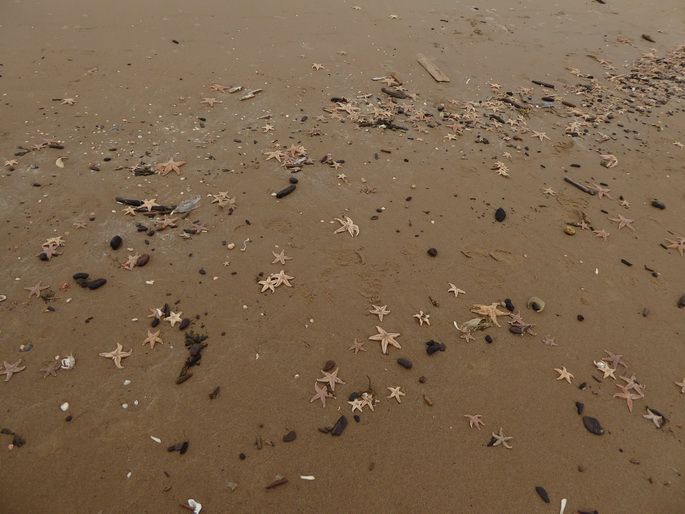 Scheveningen Seesterne nach dem Sturm Seestern