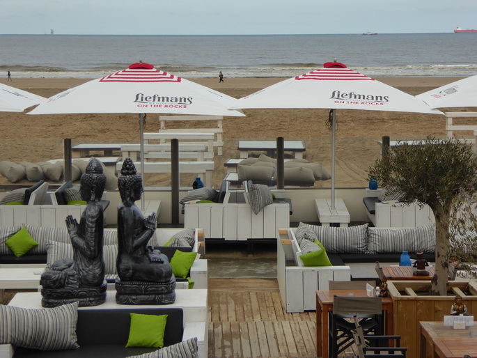 Scheveningen Seesterne nach dem Sturm Seestern