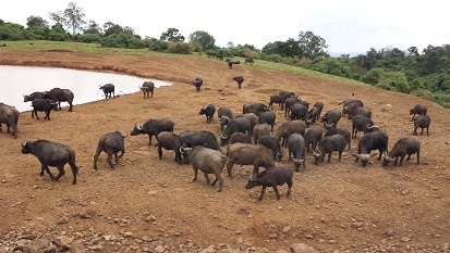 Abadare-The-Ark-waterhole