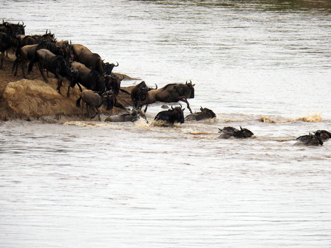 Crossing mara 2017