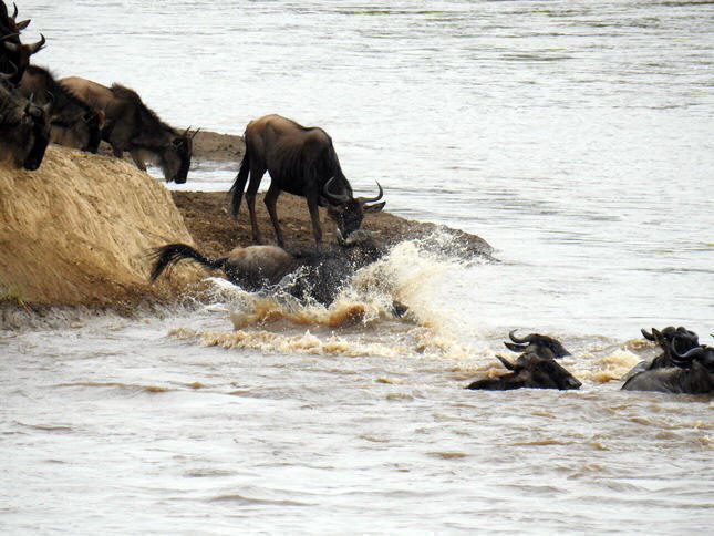 Crossing mara 2017