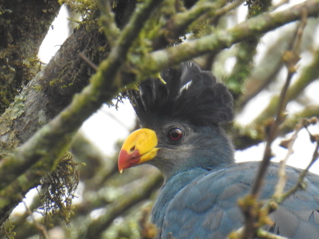 Birds at Gorilla Valley Lodge Bwindi