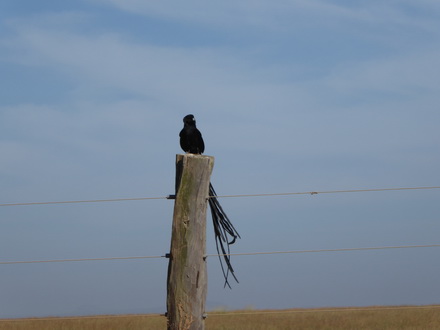 Solio RancH Flycatcher