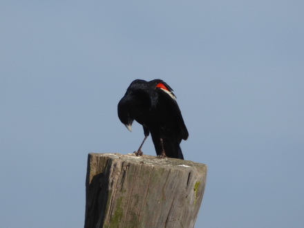 Solio RancH Flycatcher