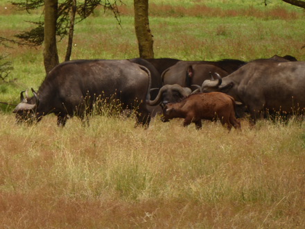 Solio RancH GameDrive Solio RancH  Buffalo 