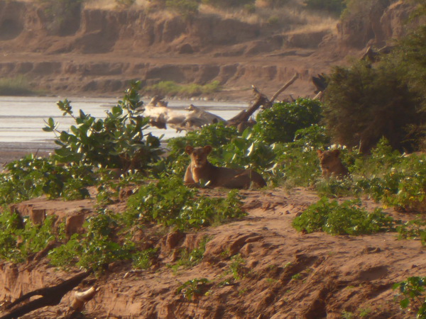 Samburu Nationalpark Samburu Nationalpark Larsens Camp