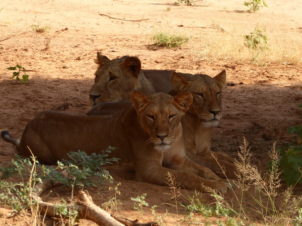 Samburu Nationalpark 2 simba