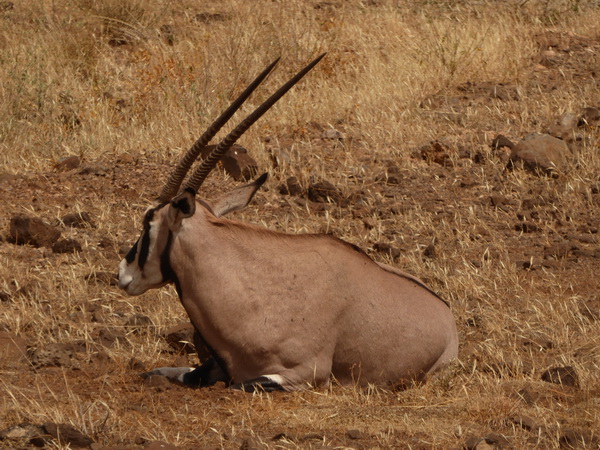 Oryx