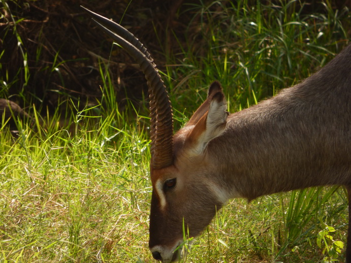 Samburu Nationalpark Waterbock