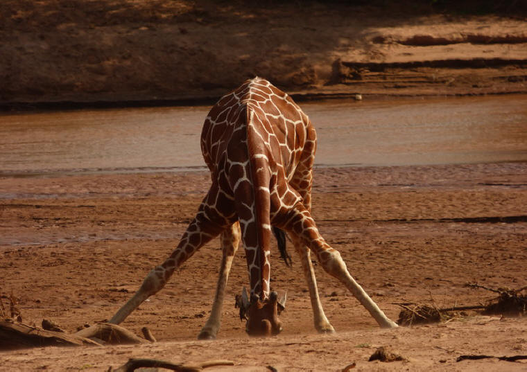 Samburu Nationalpark Samburu Nationalpark Twigga