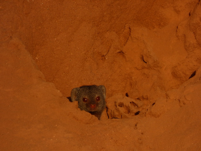   Samburu Nationalpark Manguste MongooseSamburu Nationalpark Samburu Nationalpark Manguste Mongoose