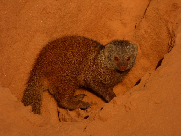   Samburu Nationalpark Manguste MongooseSamburu Nationalpark Samburu Nationalpark Manguste Mongoose