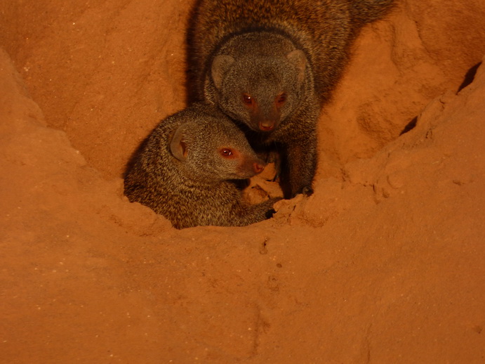   Samburu Nationalpark Manguste MongooseSamburu Nationalpark Samburu Nationalpark Manguste Mongoose