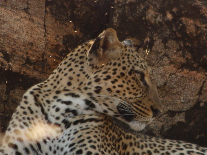 Samburu Nationalpark Chui Leopard Lepard