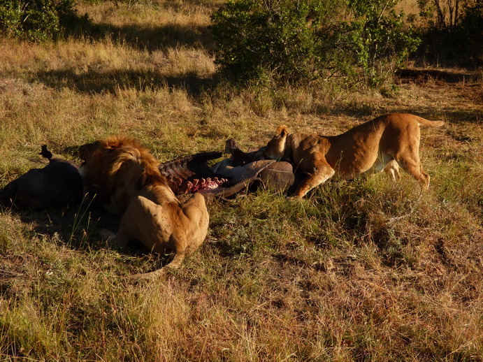 Sweetwaters  Kenia  National Park Hotel Sweetwaters Serena Camp, Mount Kenya National Park simba