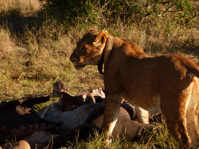 Sweetwaters  Kenia  National Park Hotel Sweetwaters Serena Camp, Mount Kenya National Park simba eating poached Rhino