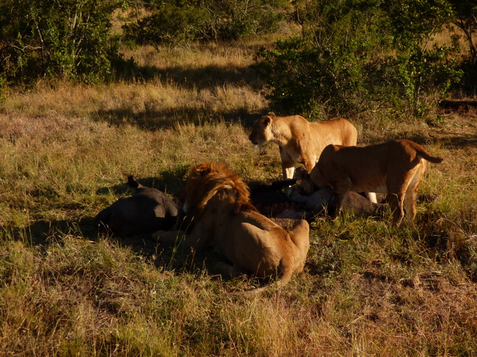 Sweetwaters  Kenia  National Park Hotel Sweetwaters Serena Camp, Mount Kenya National Park simbaSweetwaters  Kenia  National Park Hotel Sweetwaters Serena Camp, Mount Kenya National Park simba eating poached Rhino  