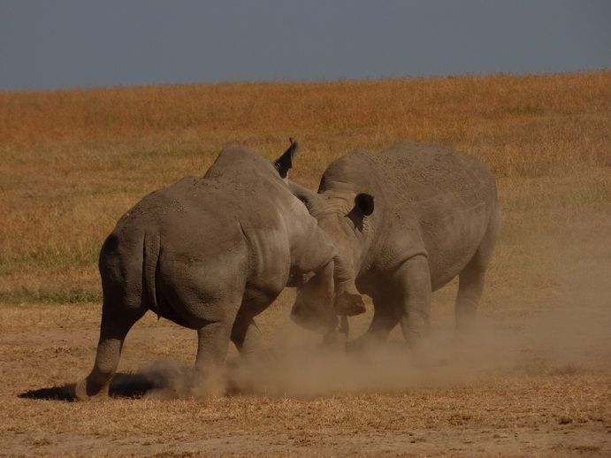 Sweetwaters National Park Hotel Sweetwaters Serena Camp, Mount Kenya National Park rhino black rhino