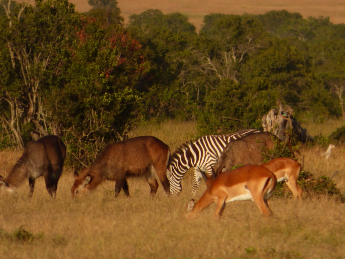 National Park Hotel Sweetwaters Serena Camp, Mount Kenya National Park 1 row tents facing waterhole: 