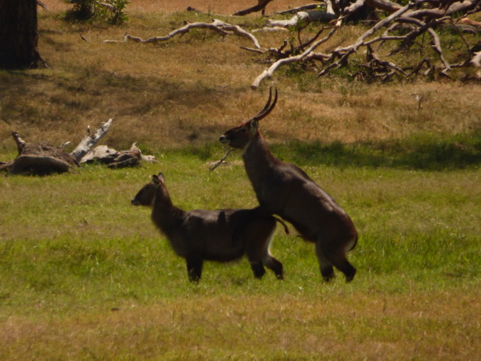  Sweetwaters Serena Camp, Mount Kenya National Park: making  little waterbock  waterbocklove