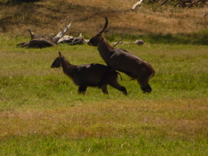  Sweetwaters Serena Camp, Mount Kenya National Park: making  little waterbock  waterbocklove