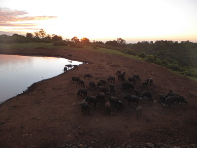   The Ark  in Kenia Aberdare National Park  Sundowner The Ark  in Kenia Aberdare National Park  Sundowner 