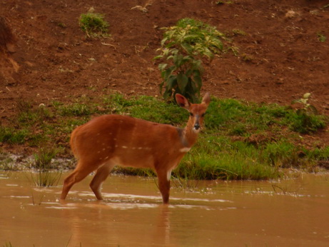  Bushbock 