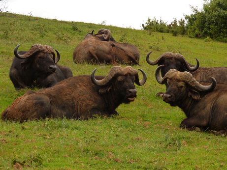 The Ark  in Kenia Aberdare National Park Buffalobrothers in arms