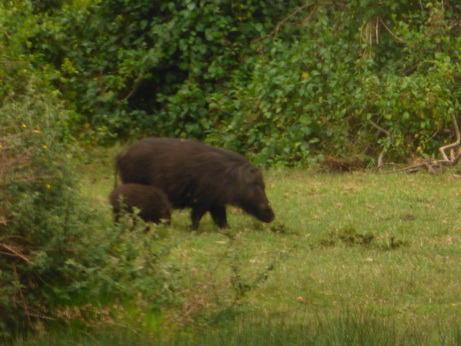   The Ark  in Kenia Aberdare National Park BushpigsThe Ark  in Kenia Aberdare National Park Bushpigs