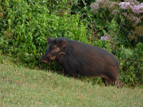 The Ark  in Kenia Aberdare National Park  BushpigsThe Ark  in Kenia Aberdare National Park  Bushpigs