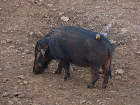 The Ark  in Kenia Aberdare National Park  BushpigsThe Ark  in Kenia Aberdare National Park  Bushpigs