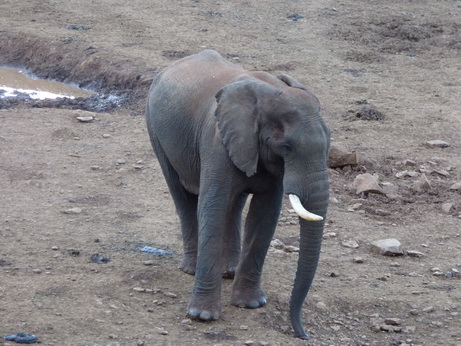   The Ark  in Kenia Aberdare National Park The Ark  in Kenia Aberdare National Park Tembo Elefant  SaltlickThe Ark  in Kenia Aberdare National Park The Ark  in Kenia Aberdare National Park Tembo Elefant 