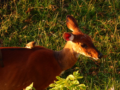 The Ark  in Kenia Aberdare National Park Bushbock