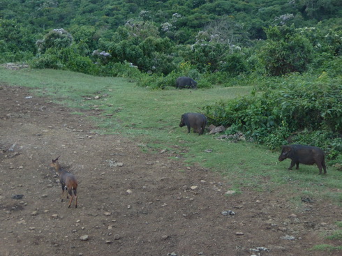 The Ark  in Kenia Aberdare National Park Bushpigs