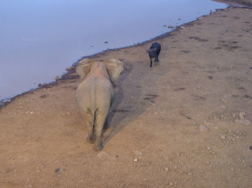 The Ark  in Kenia Aberdare National Park Tembo