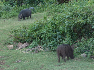 The Ark  in Kenia Aberdare National Park  Bushpigs