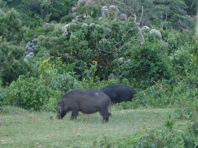 The Ark  in Kenia Aberdare National Park  Bushpigs