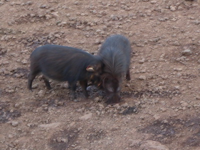 The Ark  in Kenia Aberdare National Park  Bushpigs