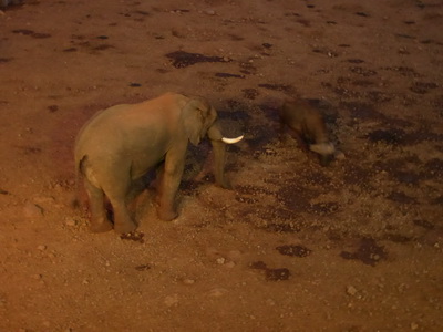 The Ark  in Kenia Aberdare National Park tembo Elefant 