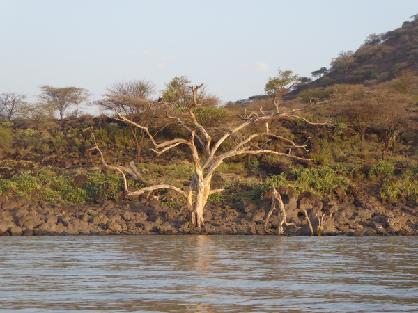  Kenia  Lake Baringo Island Camp Boatsafari Fischeagle