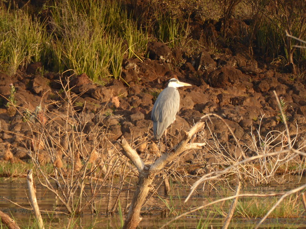  Kenia  Lake Baringo Island Camp Boatsafari