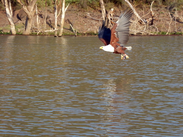  Kenia  Lake Baringo Island Camp Boatsafari