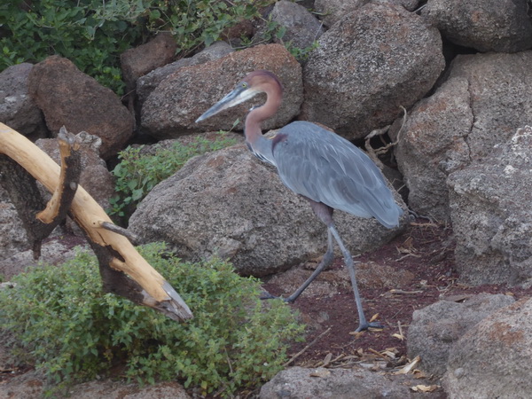  Kenia  Lake Baringo Island Camp Goliath Heron