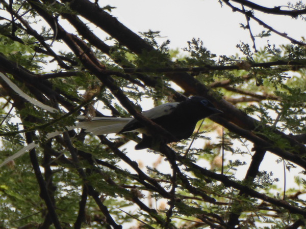  Paradiseflycater paradise flycatcher Paradiesschnäpper