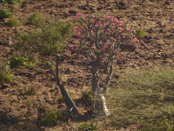  Kenia  Lake Baringo Island Camp