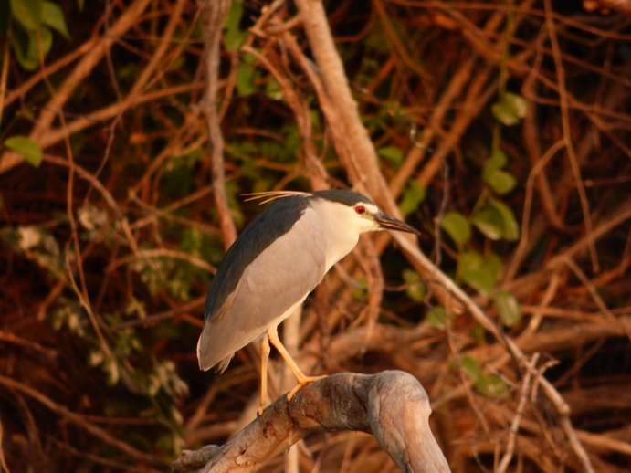  Kenia  Lake Baringo Island Camp Sunrise