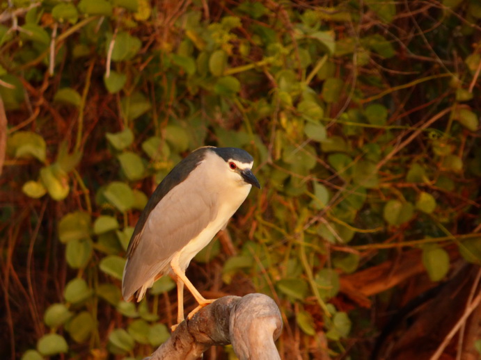  Kenia  Lake Baringo Island Camp Sunrise heron